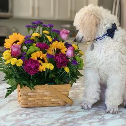 Poodle Puppies from BrioPanache Poodles