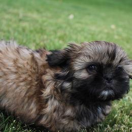 Girl 1 - Red female Shih Tzu puppy in Craig, Colorado from Rocky Mountain Shih Tzus and Dry Creek Miniature Dachshunds