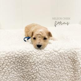 Blue - Clark Kent - Apricot male Maltipoo puppy in Huntsville, Texas from Nelson Creek Farms