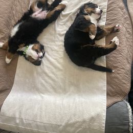 Bernese Mountain Dog Puppies from Benton County Berners