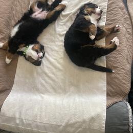 Bernese Mountain Dog Puppies from Benton County Berners