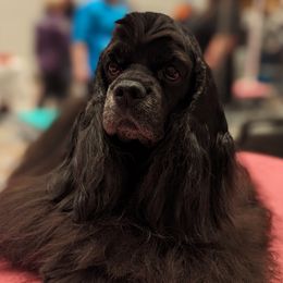 Jiji - Cocker Spaniel