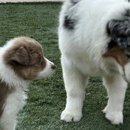 Australian Shepherd Puppies from Imagine Australian Shepherds