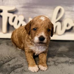 Boy 4 - Red  male Goldendoodle puppy in Bradenton, Florida from Christianna’s Mini Goldendoodles