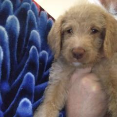 Labradoodle Puppies from Hills labradoodles
