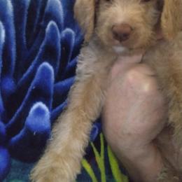 Labradoodle Puppies from Hills labradoodles