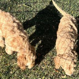 Goldendoodles from Elsha's Goldendoodles
