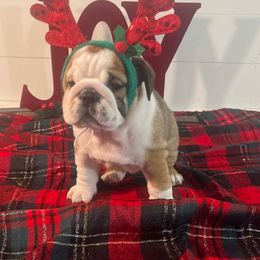 Gwen - Red and white female Bulldog puppy in Lakeland, Florida from Fur Love And Puppies