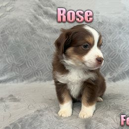 Miniature American Shepherd and Miniature Australian Shepherd Puppies from Regal Miniature American Shepherds | Regal Miniature Australian Shepherds