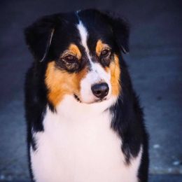 Australian Shepherds from WillC Australian Shepherds