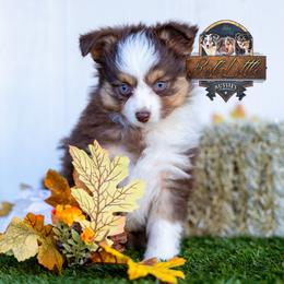 Mary - Red tri female Toy Australian Shepherd puppy in Granbury, Texas from Best Little Aussies