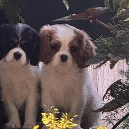 Cavalier King Charles Spaniels from Kara's Cavalier King Charles Spaniels