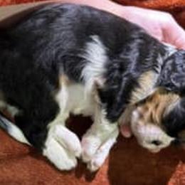 Cavalier King Charles Spaniels from Aura-River