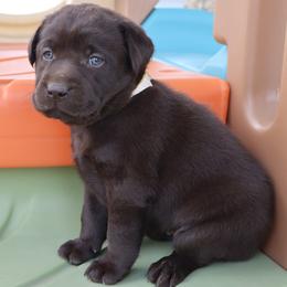 Charity - Chocolate female Labrador Retriever puppy in Camden, Indiana from Camden's Caring Canines