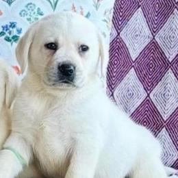 Boy 4 - Yellow male Labrador Retriever puppy in Jamestown, Ohio from Heartlands Quality Labrador Retrievers