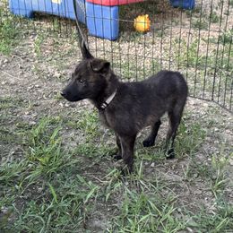 AKC F1 - Gold brindle female Dutch Shepherd puppy in Hastings, Minnesota from Century Hills Farm