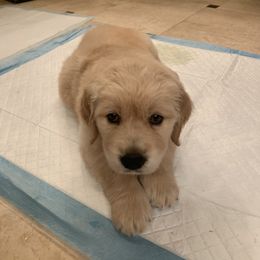 Golden Retriever Puppies from Daniel Ranch Golden Retrievers