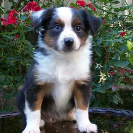 Abby - Black tri female Miniature American Shepherd puppy in Atwood, Illinois from Buck-Run Puppies