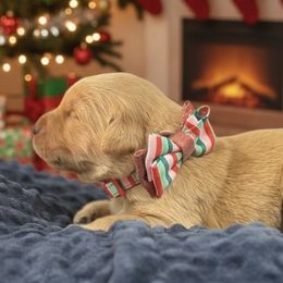 Pine - Golden female Golden Retriever puppy in Salt Lake City, Utah from Soaring golden retrievers