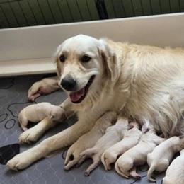 Golden Retrievers from Teeter's Desert  Goddess Goldens