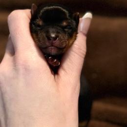 Little Rosie Posie - Black and tan female Yorkshire Terrier puppy in Hope, Indiana from DJ Yorkies
