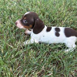 Grizzly - Piebald male Dachshund puppy in Hawley, Texas from Little e Dachshunds