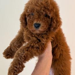 Pippa - Red  female Goldendoodle puppy in Stevens, Pennsylvania from Pebble Paws Lane