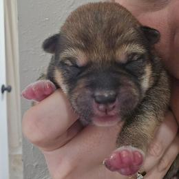 Tbd - Red male Shiba Inu puppy in Marianna, Florida from Diwasou