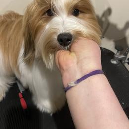 Wally - Havanese