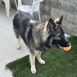 Silver - German Shepherd