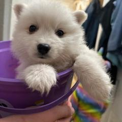Japanese Spitz Puppies from IMag Japanese Spitz