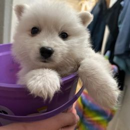 Japanese Spitz Puppies from IMag Japanese Spitz