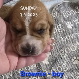 Brownie - Red and white male Basset Hound puppy in Moore, Oklahoma from Boomer Basset Hound Babies