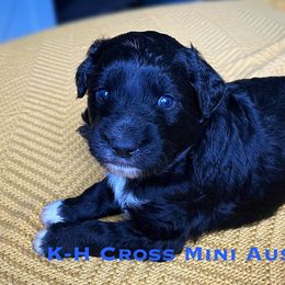 Aussiedoodles and Miniature Australian Shepherds from K-H Cross Mini Aussies