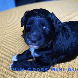 Aussiedoodles and Miniature Australian Shepherds from K-H Cross Mini Aussies