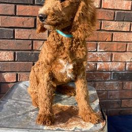 Poodle Puppies from Oodles of RED Poodles