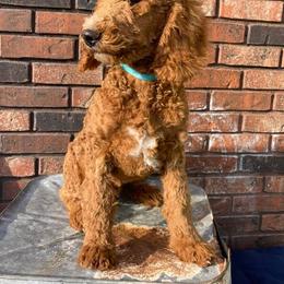 Poodle Puppies from Oodles of RED Poodles