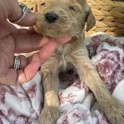 Boy 3 - male Irish Doodle puppy in Home, Pennsylvania from Plum Creek Acres Next Generation