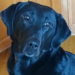 Labrador Retrievers from Drakehaven Labradors