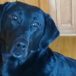 Labrador Retrievers from Drakehaven Labradors