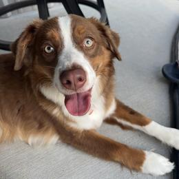Missy - Miniature Australian Shepherd