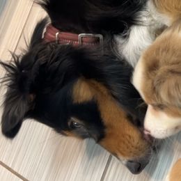 Australian Shepherds from Katie’s Australian Shepherds