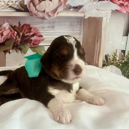 Teal Girl - Brown female Bernedoodle puppy in The Woodlands, Texas from Gracie's Goldendoodles and Bernedoodles of The Woodlands