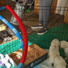 Golden Retriever Puppies from Mountain Sky Goldens   https://youtu.be/30SVQesEtig?si=CMjASv_Tza1VKSNt