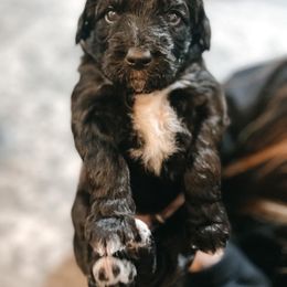 Assorted Doodle Crosses and Goldendoodle Puppies from Huff Family Farm & Doodles