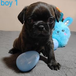 Companion Cross and Pug Puppies from Easter Pugs & Bugs