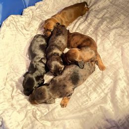 Dachshund Puppies from Doxie Gang