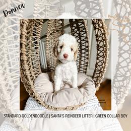 Donner - Cream male Goldendoodle puppy in Montgomery, Texas from Dacus Doodles