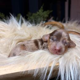 Darling - Dapple female Dachshund puppy in Washburn, Tennessee from Clinch Mountain Dachshunds