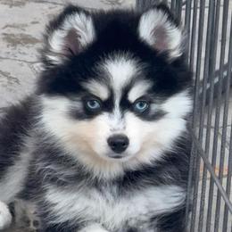 Cali - Black and white female Pomsky puppy in Spring Hill, Florida from PDQ Pomskies
